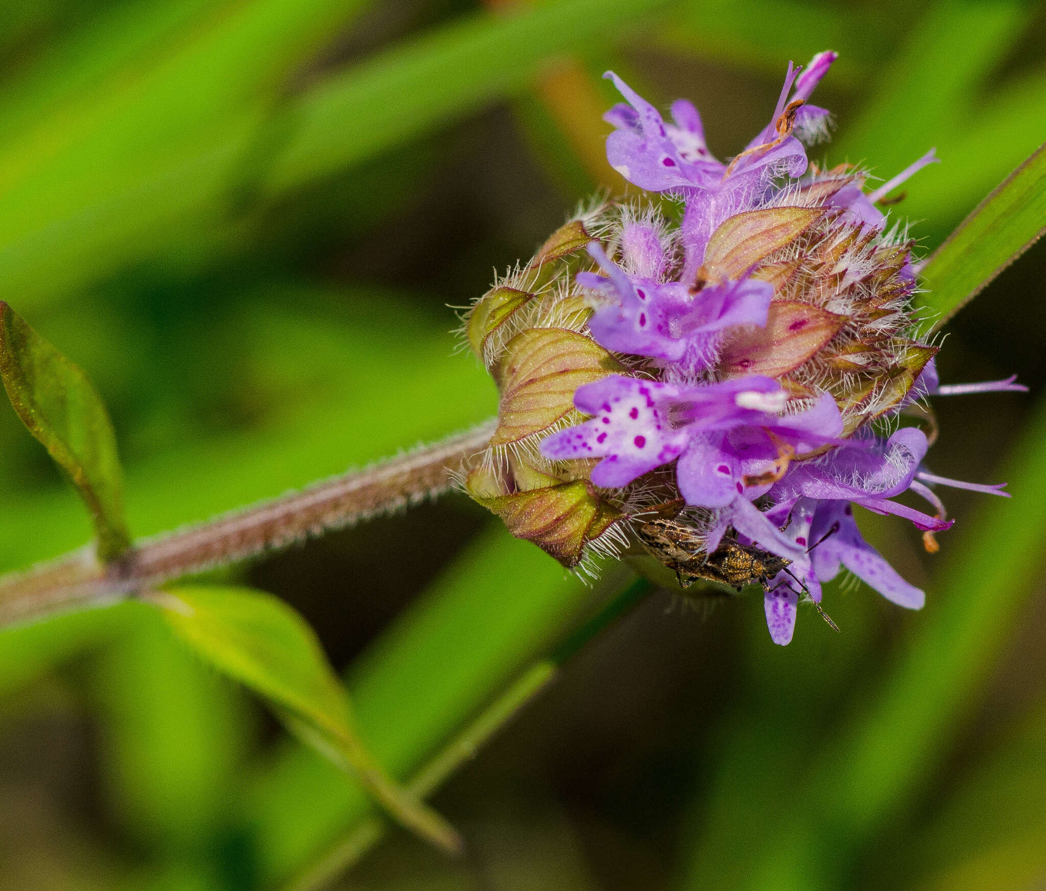 Image of pagoda-plant