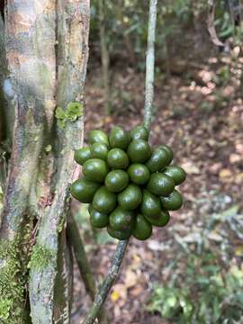 Sivun <i>Chondrodendron microphyllum</i> kuva