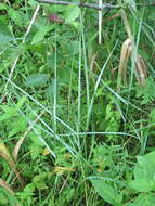 Image of Tick Quack Grass