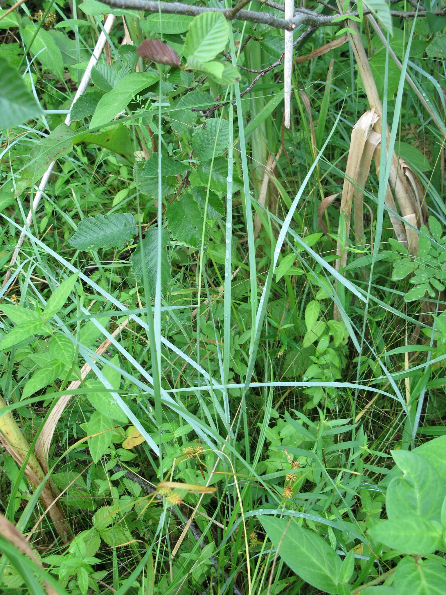 Image of Tick Quack Grass