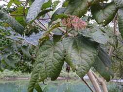 Image of Heliocarpus appendiculatus Turcz.