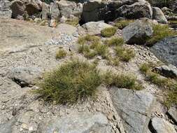 Image of shorthair sedge