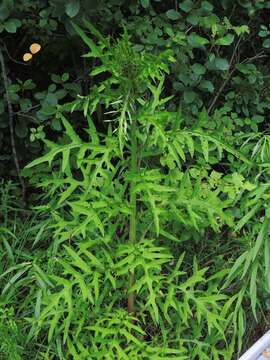 Imagem de Cirsium muticum Michx.