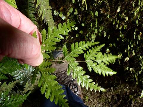 Image of Pteris macilenta A. Rich.