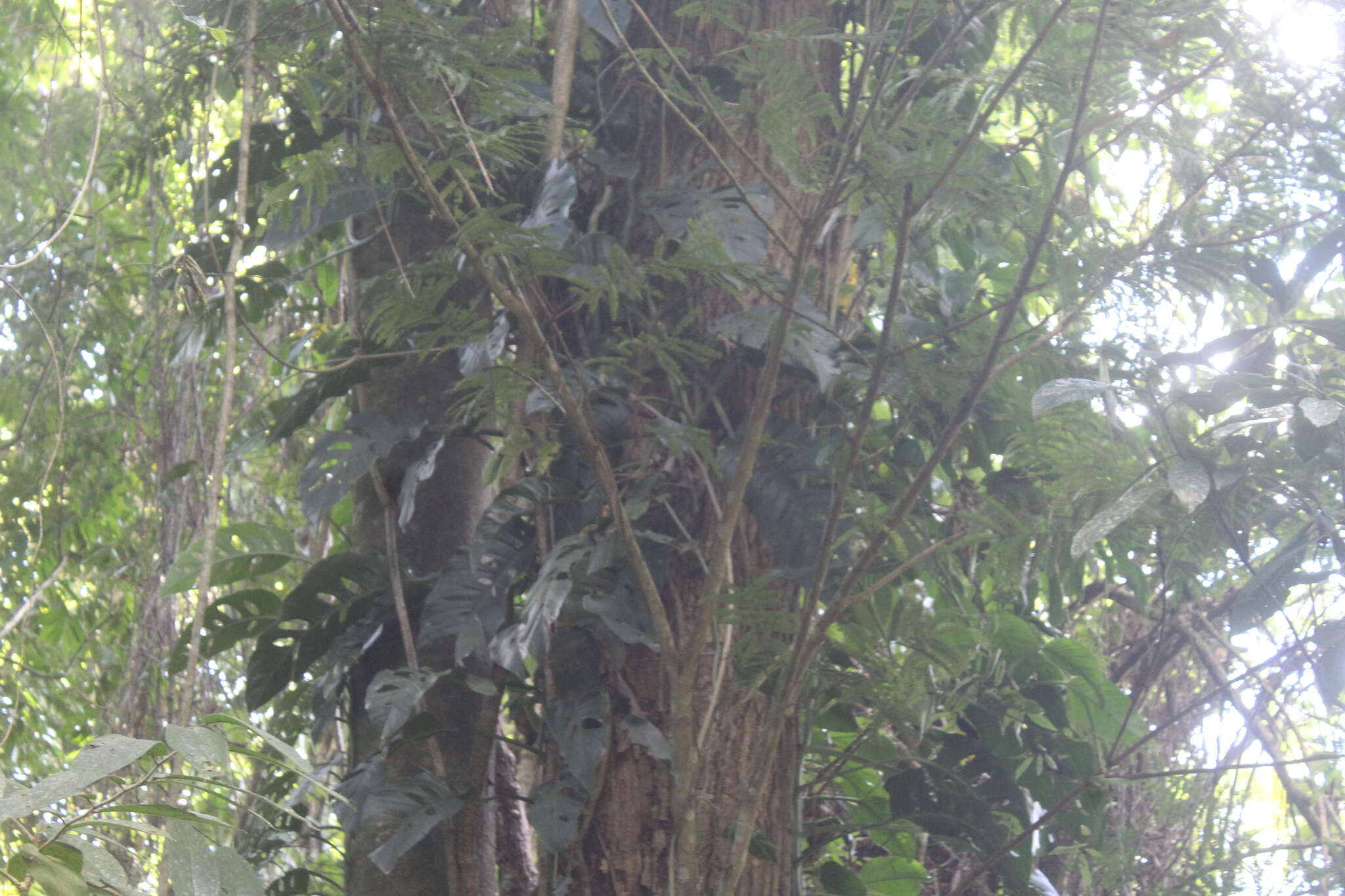 Image of Monstera acuminata K. Koch