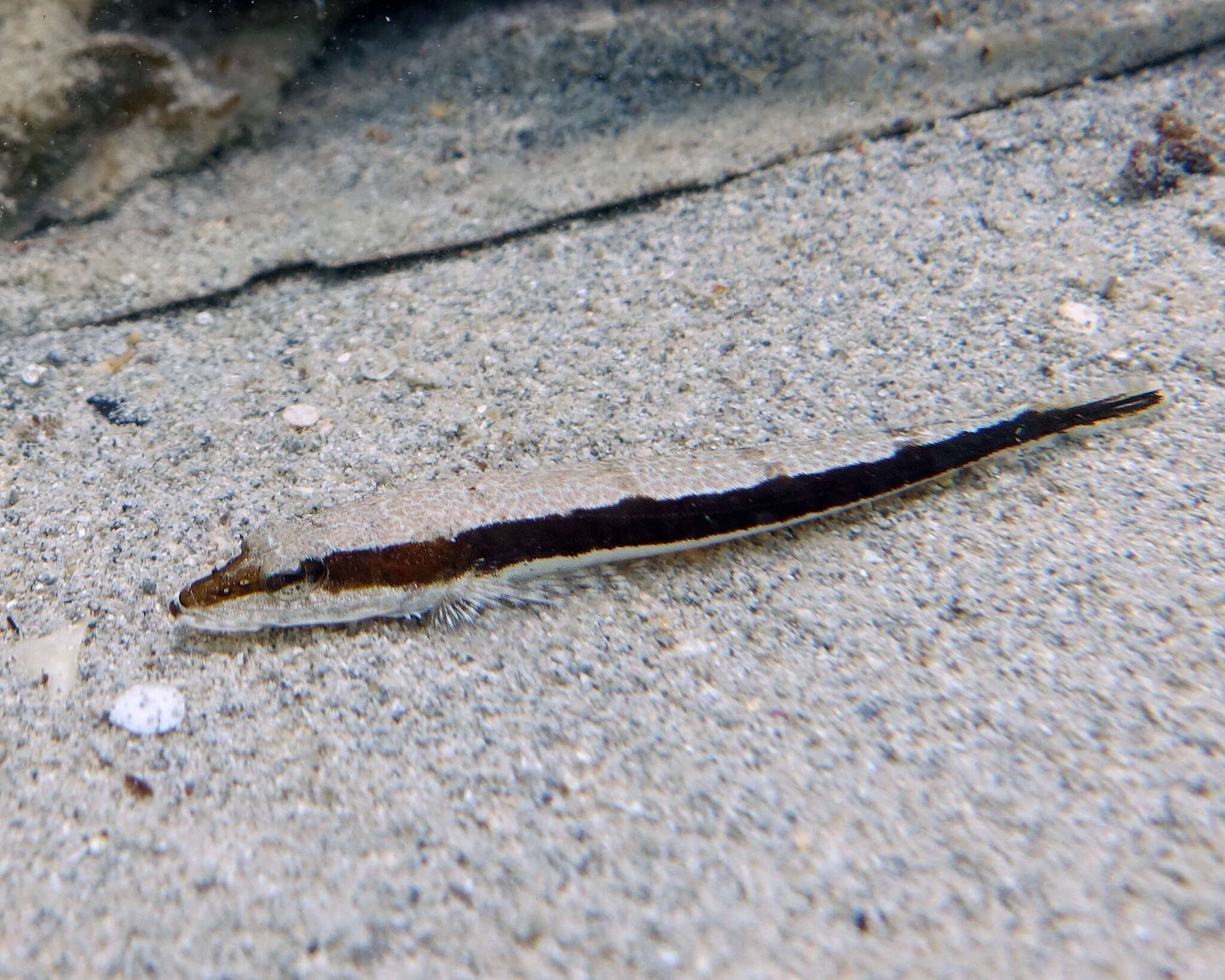 Image of Black flathead