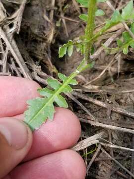 Image de Rorippa palustris subsp. hispida (Desv.) Jonsell