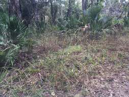 Image of slender Indiangrass