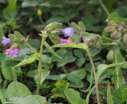 Plancia ëd Pulmonaria obscura Dumort.