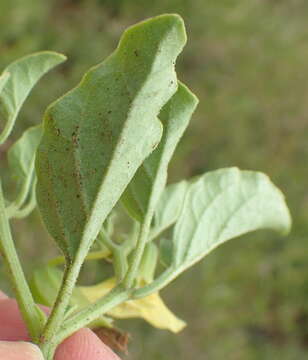 Physalis viscosa L. resmi