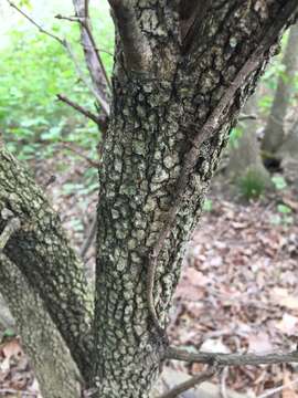 Image of Black Haw Viburnum