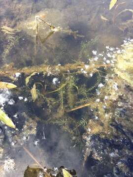 Image of western waterweed