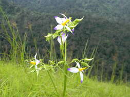 Image of Exacum tetragonum Roxb.