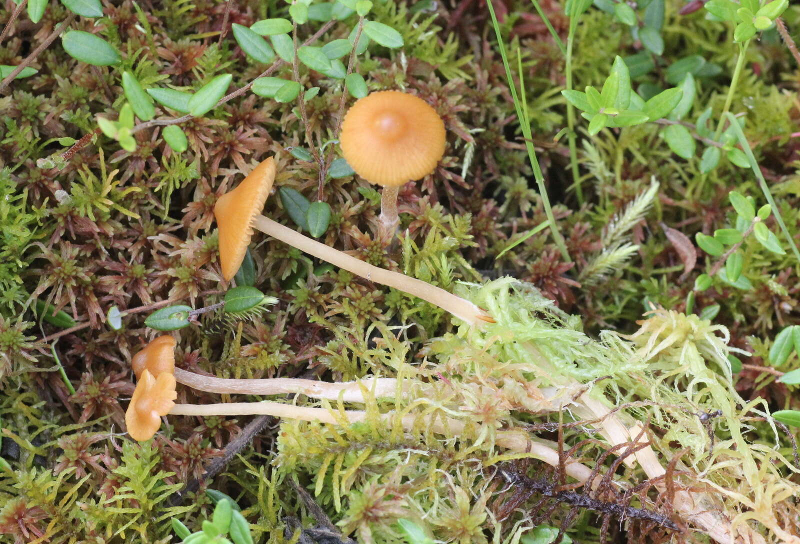 Imagem de Galerina tibiicystis (G. F. Atk.) Kühner 1935