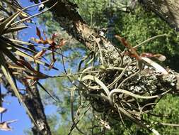 Слика од Tillandsia myosura Griseb. ex Baker