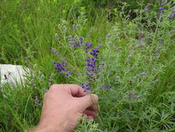 Image of <i>Pediomelum tenuiflorum</i>