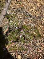 Image of Lemon Boronia