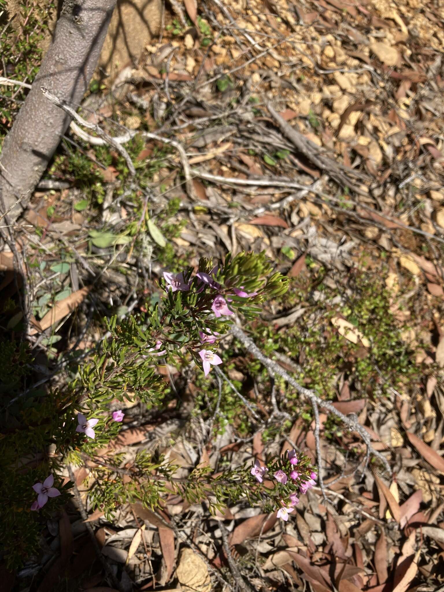 Image of Lemon Boronia