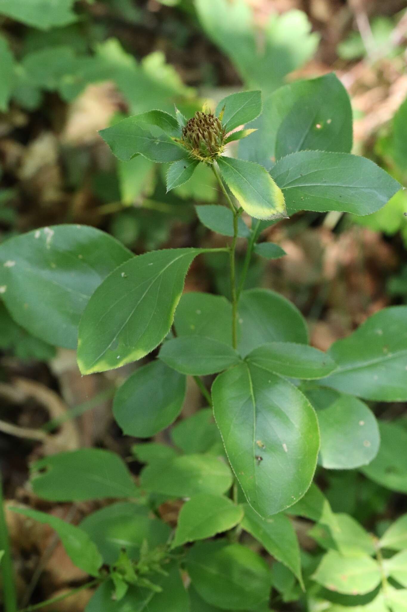 Image of Atractylodes lancea (Thunb.) DC.