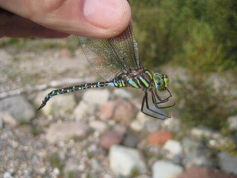 Aeshna juncea (Linnaeus 1758) resmi