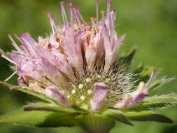 صورة Knautia basaltica Chassagne & Szabo