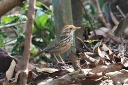 Imagem de Pellorneum ruficeps indistinctum Deignan 1947