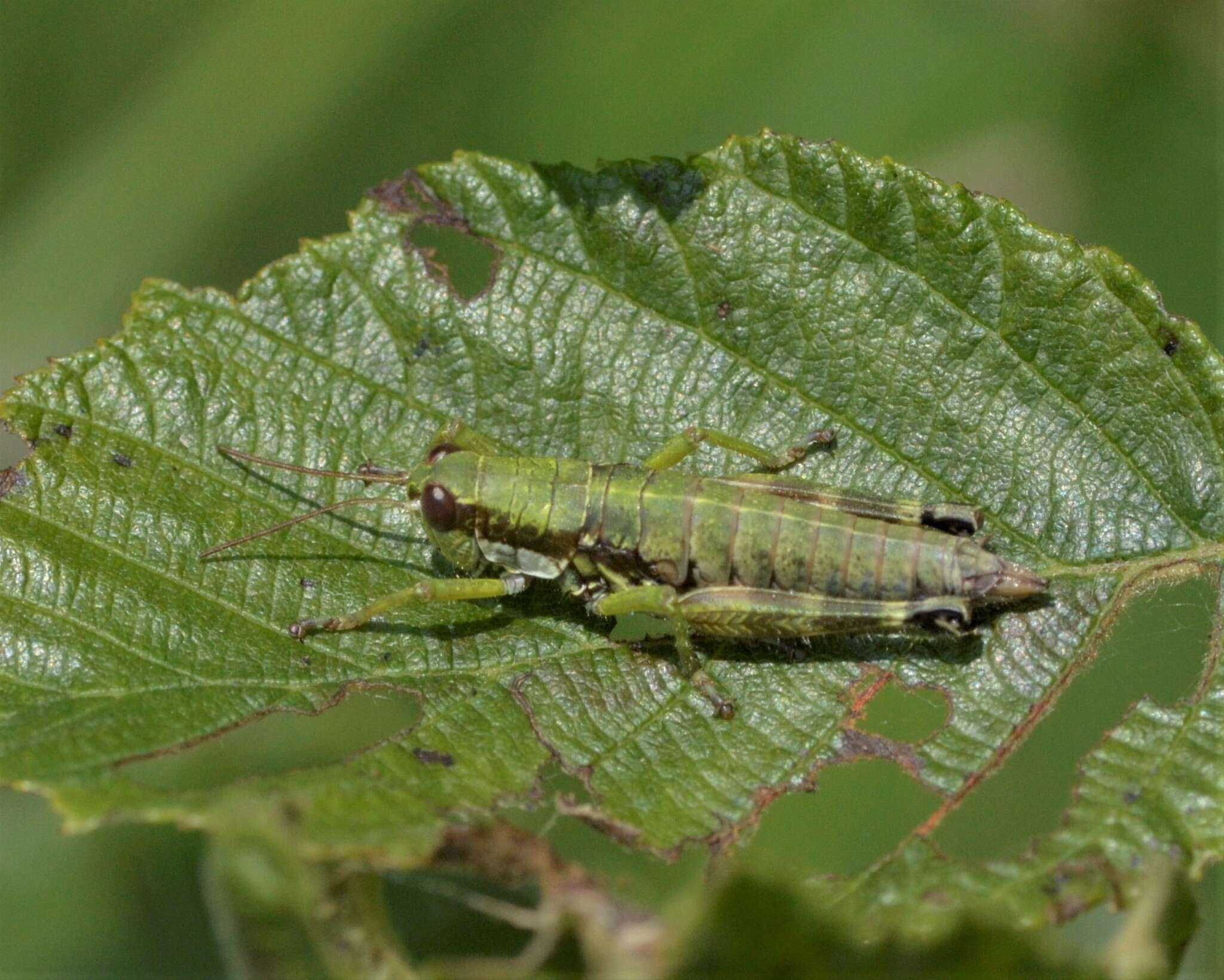 Слика од Booneacris glacialis (Scudder & S. H. 1862)