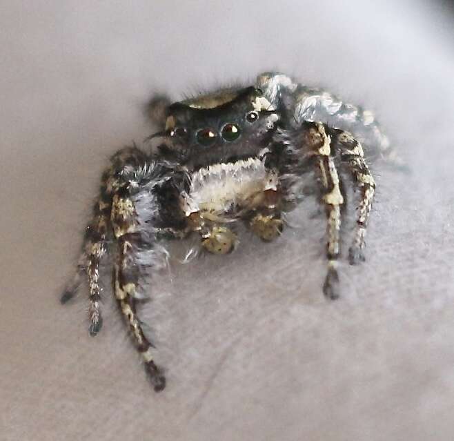 Imagem de Phidippus carolinensis Peckham & Peckham 1909