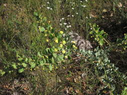 Image of Acacia piligera A. Cunn.