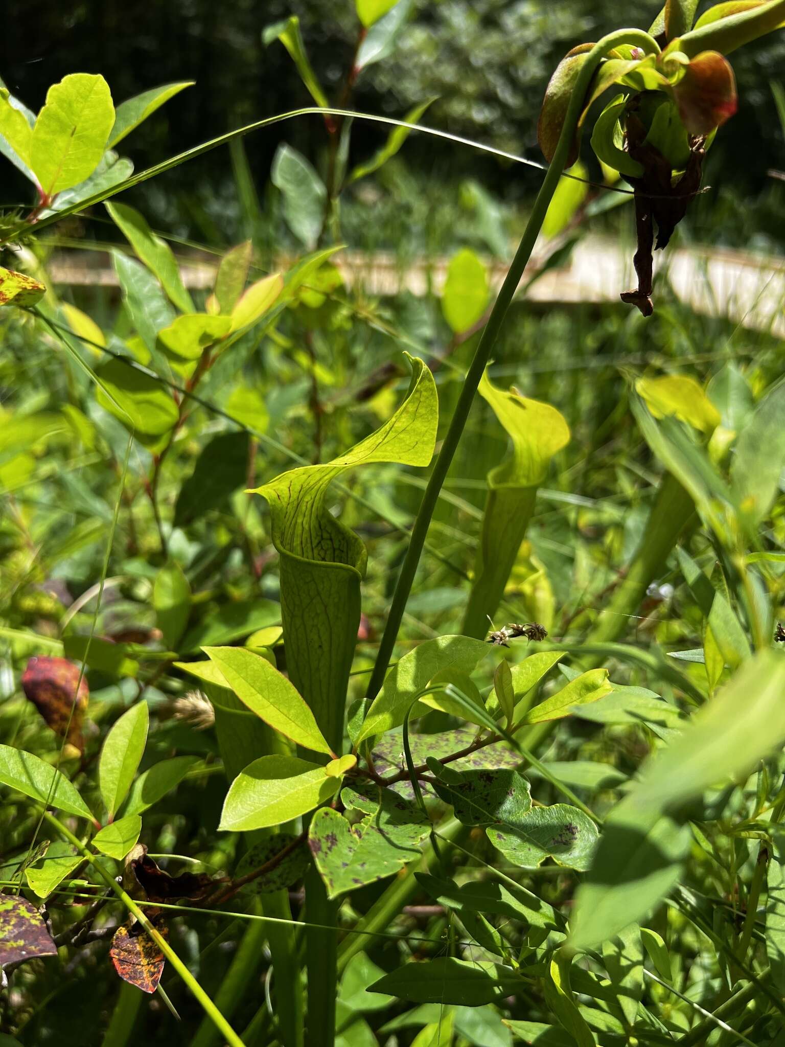 Image of Mountain Sweet Pitcherplant