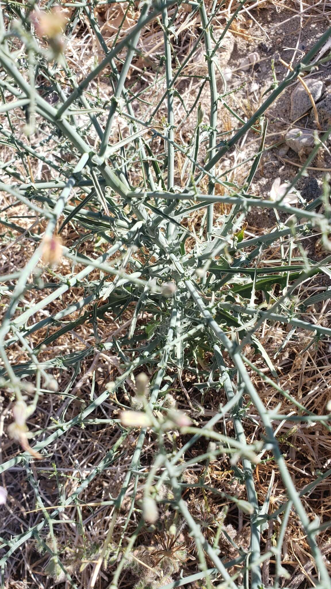 Sivun Stephanomeria exigua subsp. coronaria (Greene) Gottlieb kuva