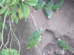 Image of Yellow-crowned Parrot, Yellow-crowned Amazon