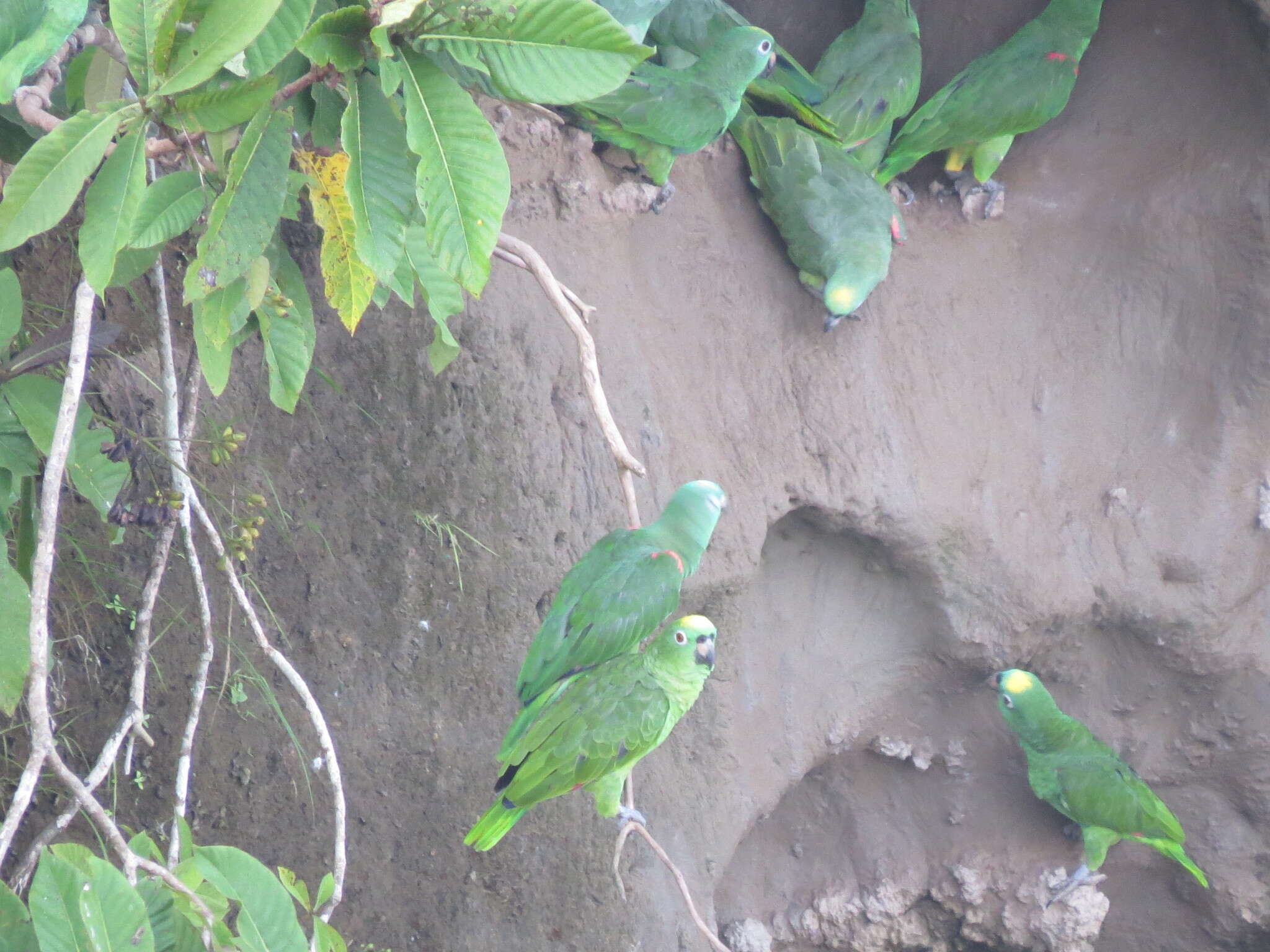 Image of Yellow-crowned Parrot, Yellow-crowned Amazon