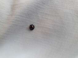 Image of Cactus Lady Beetle