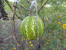 Cucurbita argyrosperma K. Koch resmi