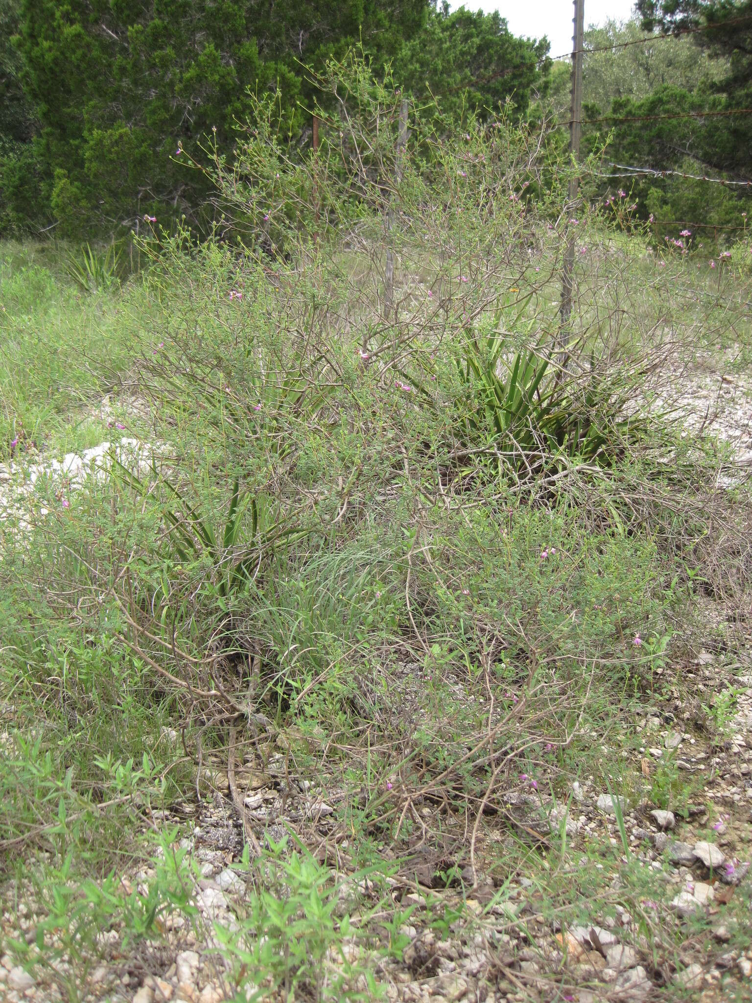 Image of black prairie clover