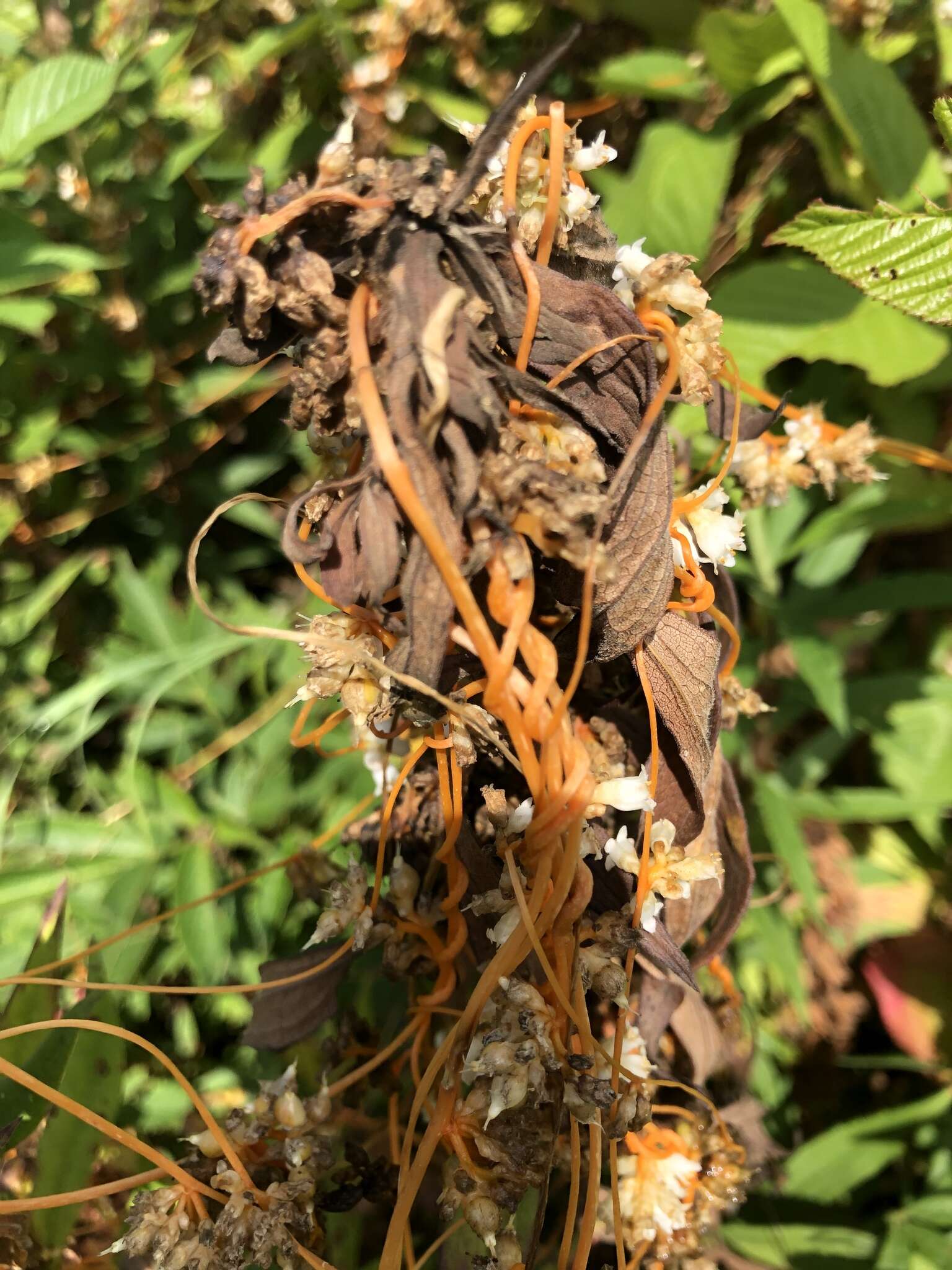 Image of beaked dodder