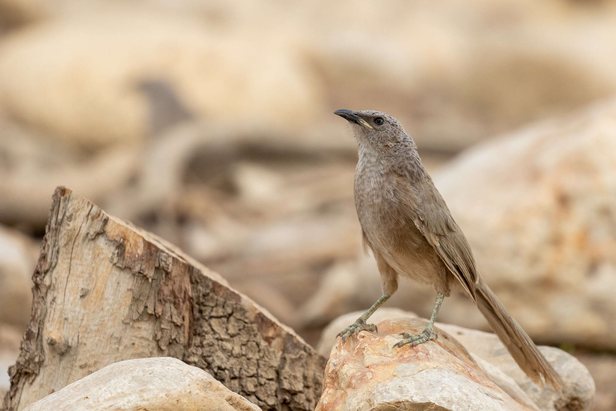 Image of Arabian Babbler