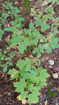 Image of Alaska blueberry