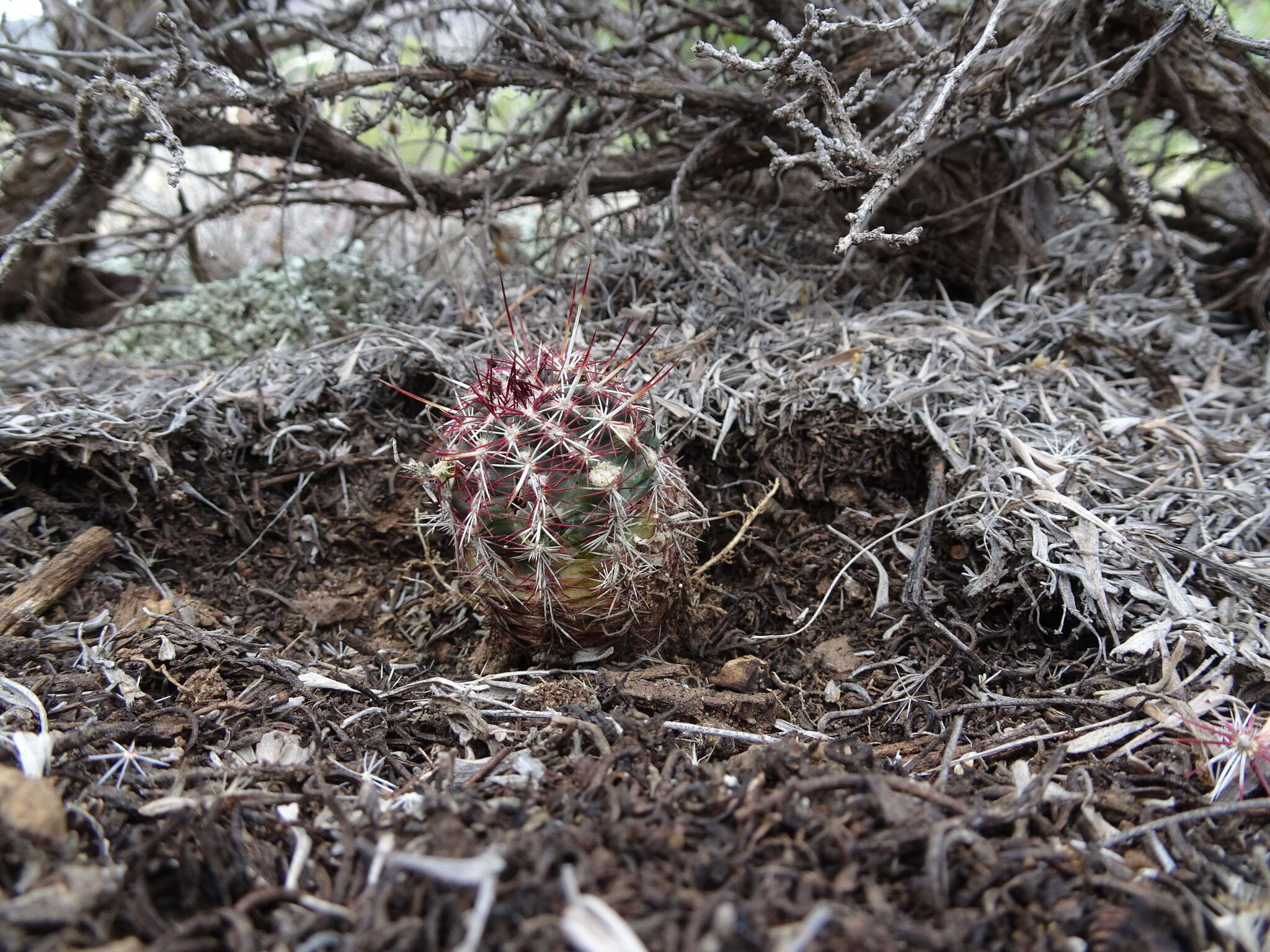 Image de Echinocereus viridiflorus subsp. viridiflorus