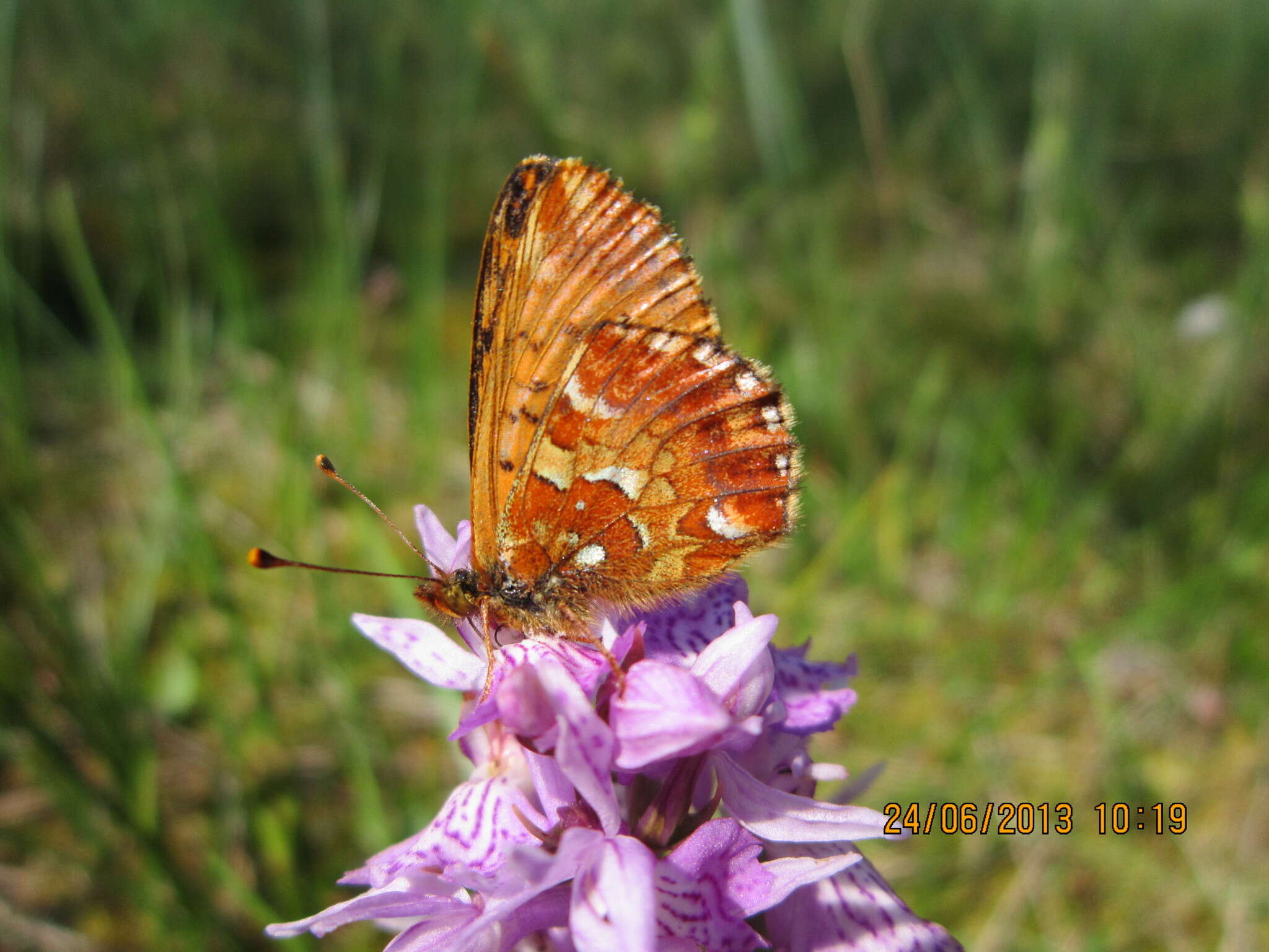 Image of cranberry fritillary