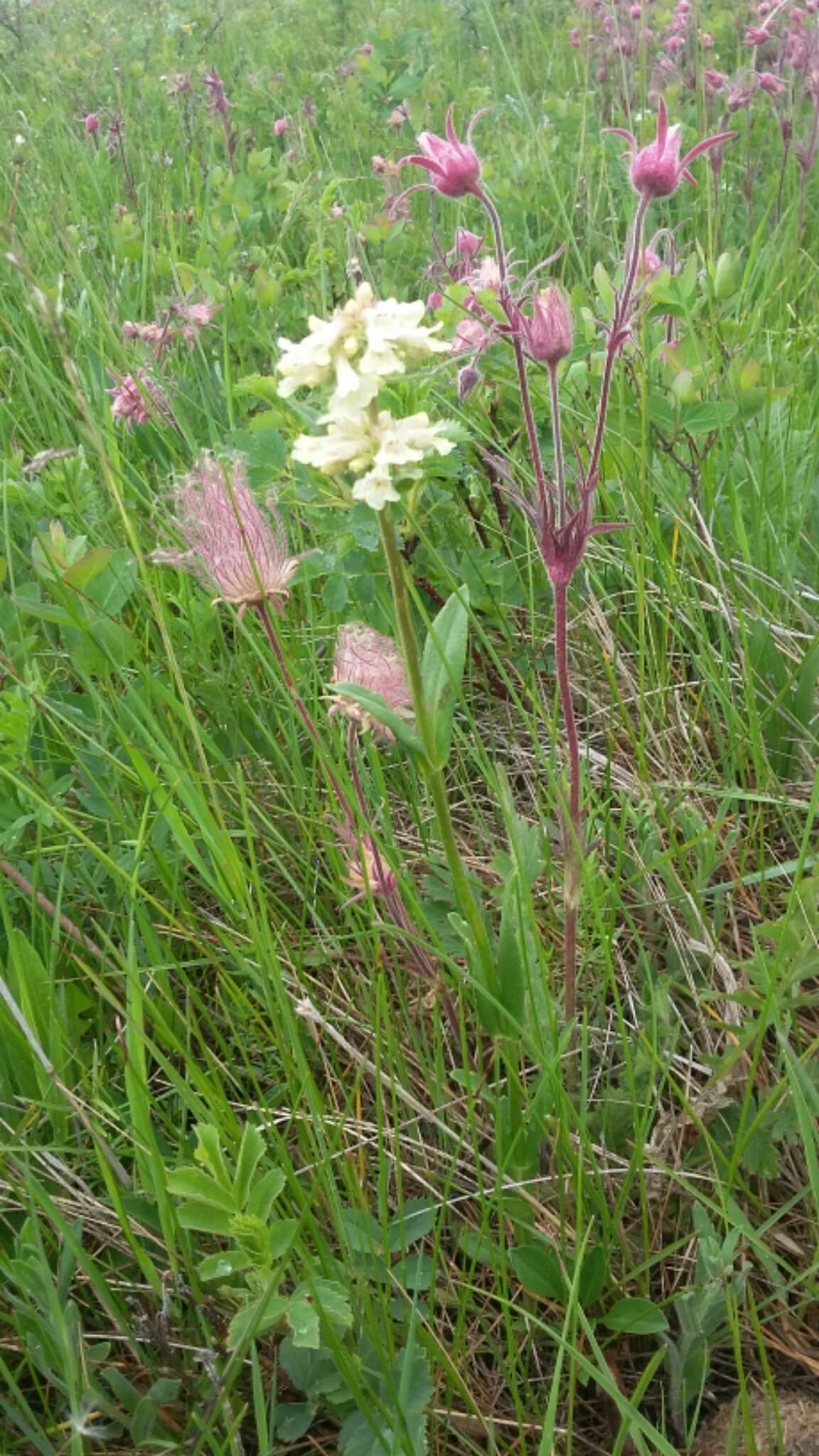 Image of yellow penstemon