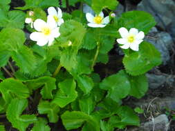 Image of Caltha alba Cambess.