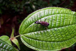 Plancia ëd Cicindela (Calochroa) lacrymans Schaum 1863