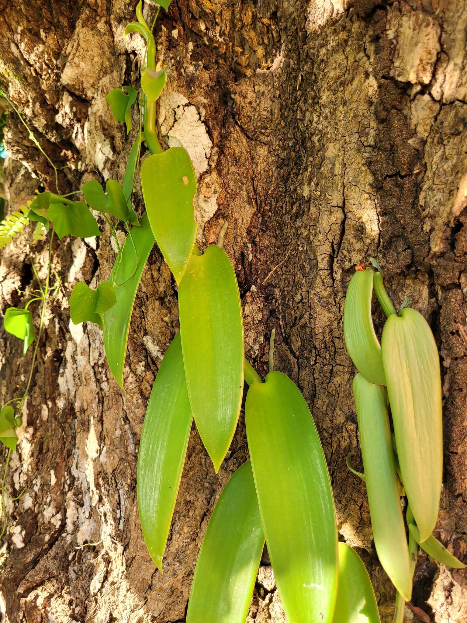 Image of West Indian vanilla