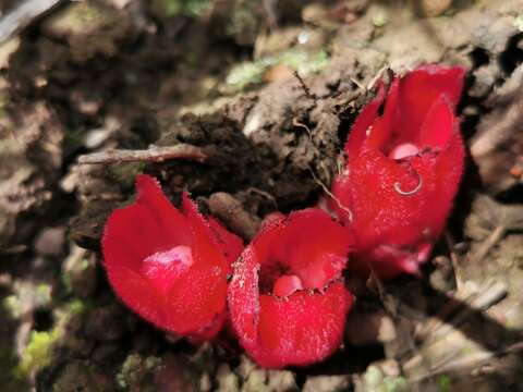 Image of Cytinus sanguineus (Thunb.) Fourc.