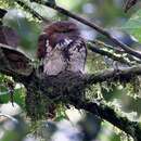 Image of Short-tailed Frogmouth