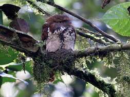 Image of Short-tailed Frogmouth