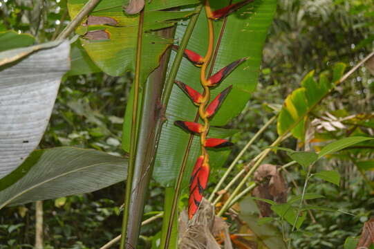 Image of Heliconia pogonantha Cufod.