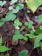 Image of running buffalo clover